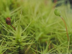 Bartramia pomiformis