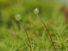 Bartramia pomiformis