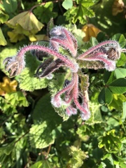 Borago officinalis