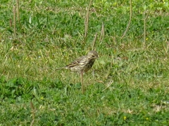 Anthus pratensis