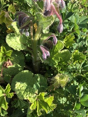 Borago officinalis