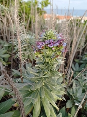Echium portosanctense