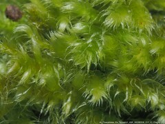 Ctenidium molluscum