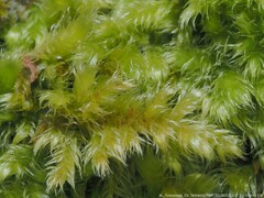 Ctenidium molluscum