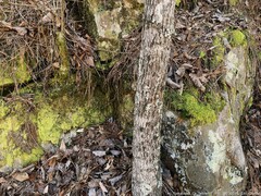 Ctenidium molluscum