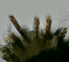 Splanchnonema platani