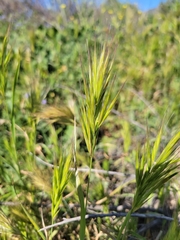 Bromus rubens