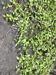 Murdannia keisak