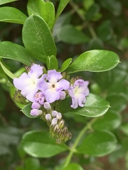 Duranta triacantha