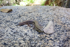 Elgaria paucicarinata