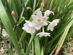 Narcissus tazetta