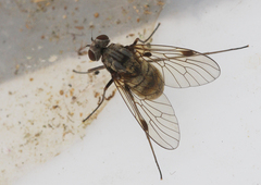 Chrysopilus cristatus