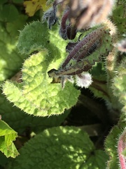 Borago officinalis