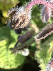 Borago officinalis