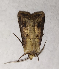 Agrotis clavis