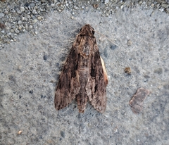 Erinnyis oenotrus