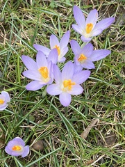 Crocus tommasinianus