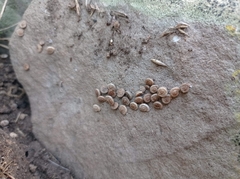 Steenbergia paupercula