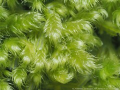 Ctenidium molluscum