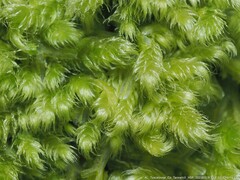 Ctenidium molluscum