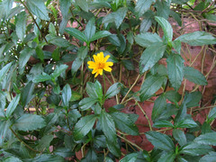 Sphagneticola calendulacea