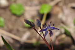 Scilla vindobonensis
