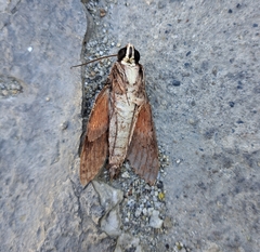 Erinnyis oenotrus