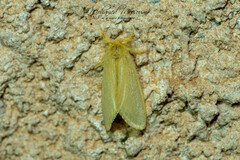 Euproctis chrysophaea