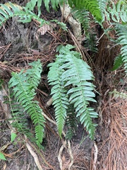 Blechnum appendiculatum