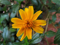 Sphagneticola calendulacea