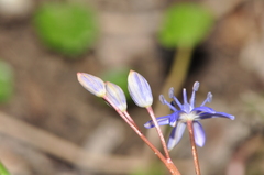 Scilla vindobonensis