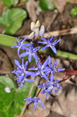 Scilla vindobonensis