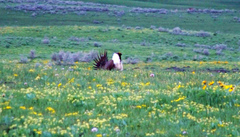 Centrocercus urophasianus