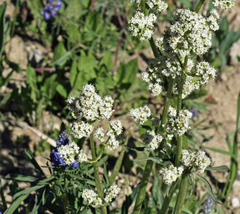 Valeriana edulis