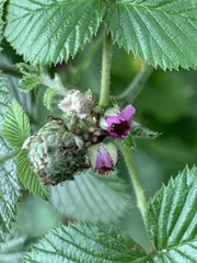 Rubus niveus