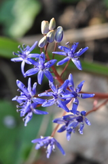 Scilla vindobonensis