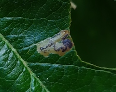 Stigmella incognitella