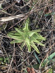 Pinguicula caerulea