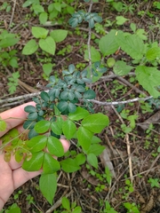 Pithecellobium excelsum