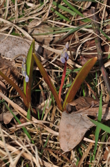 Scilla vindobonensis