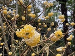 Edgeworthia