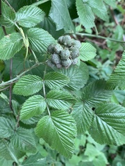 Rubus niveus