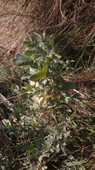 Atriplex halimus