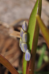 Scilla vindobonensis