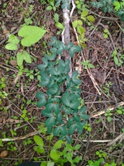 Pithecellobium excelsum