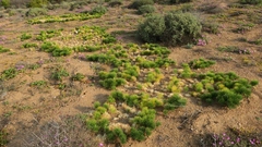 Eriospermum multifidum