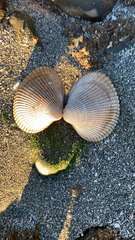 Clinocardium nuttallii