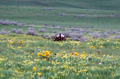 Centrocercus urophasianus