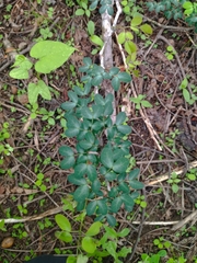 Pithecellobium excelsum