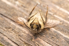Bombus flavifrons